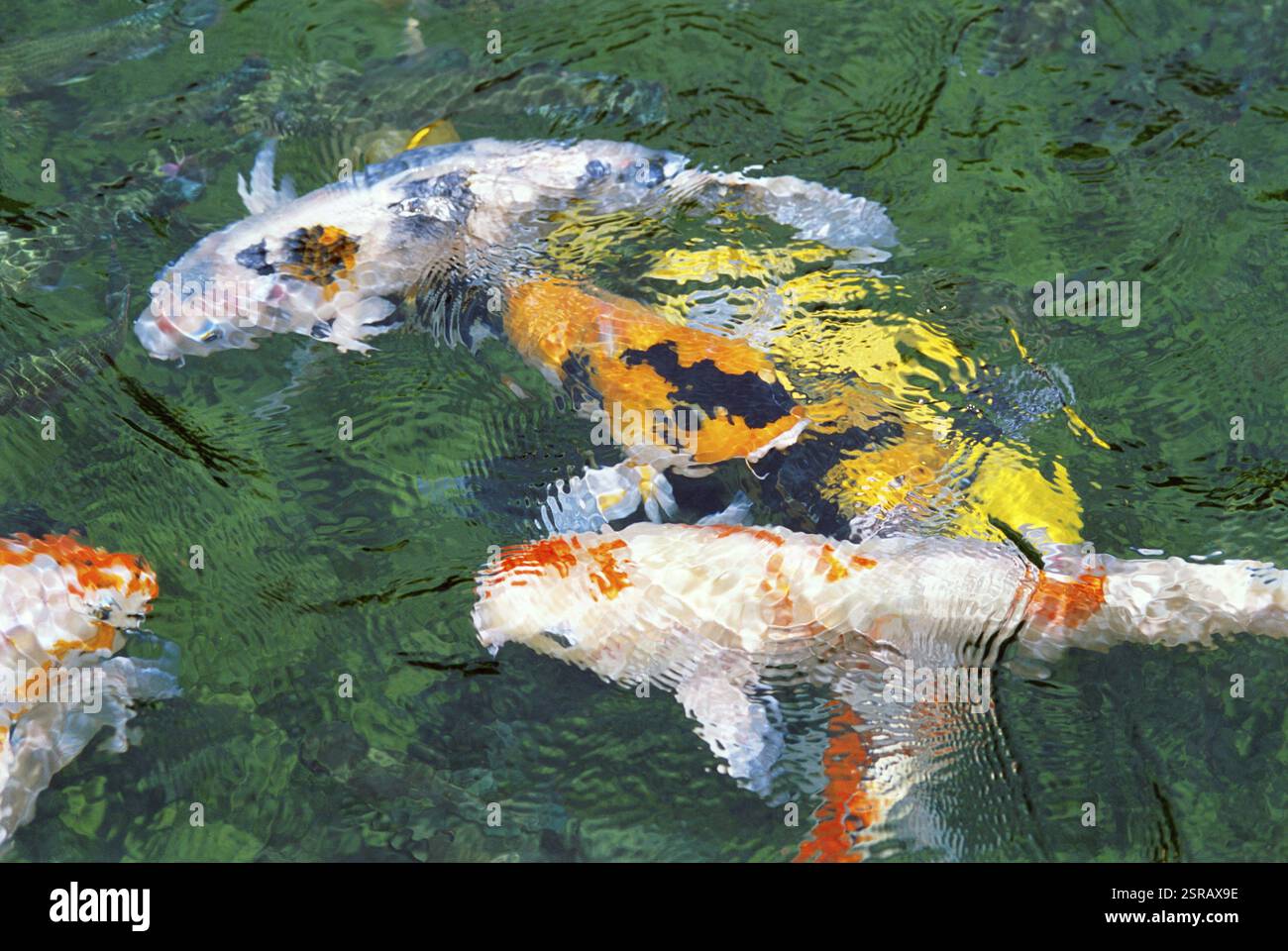 Manuale illustrato di pesca in acqua dolce - Ferran, Nico - Libri