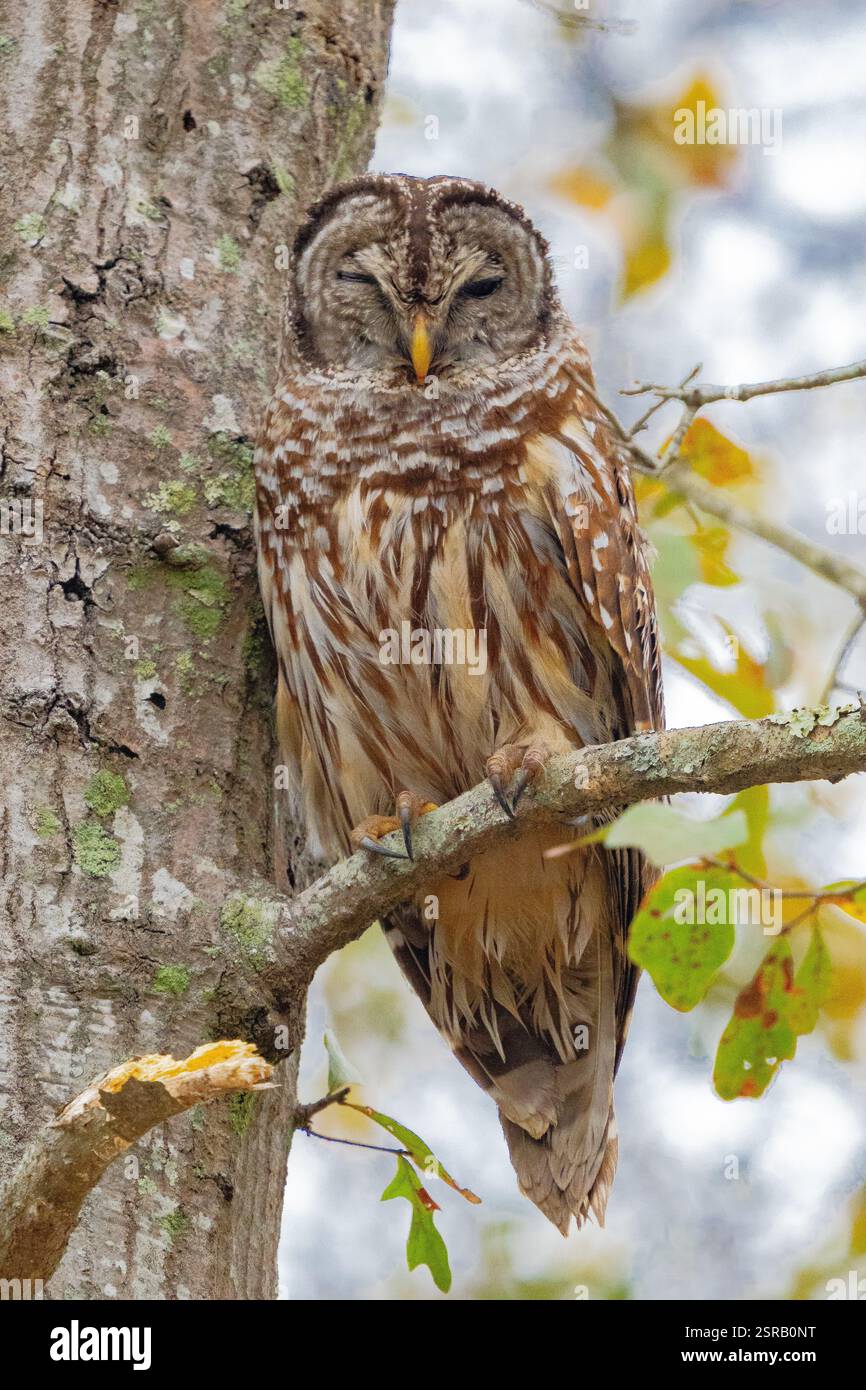 Gufo barrato settentrionale (Strix Varia) Foto Stock