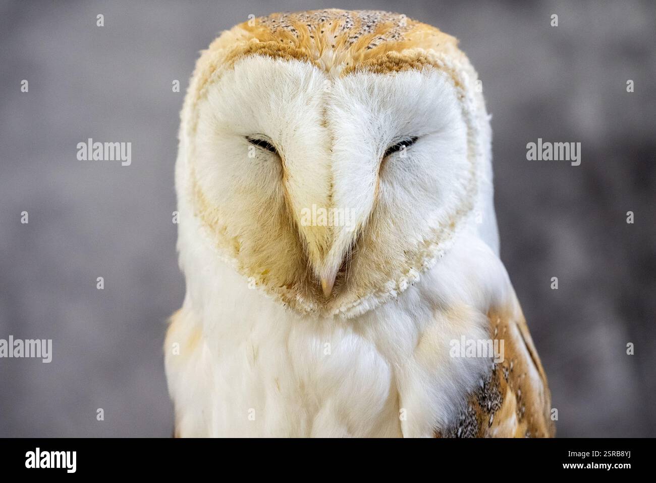 Un gufo di fienile occidentale allevato in cattività (Tyto alba) su uno sfondo grigio chiazzato Foto Stock