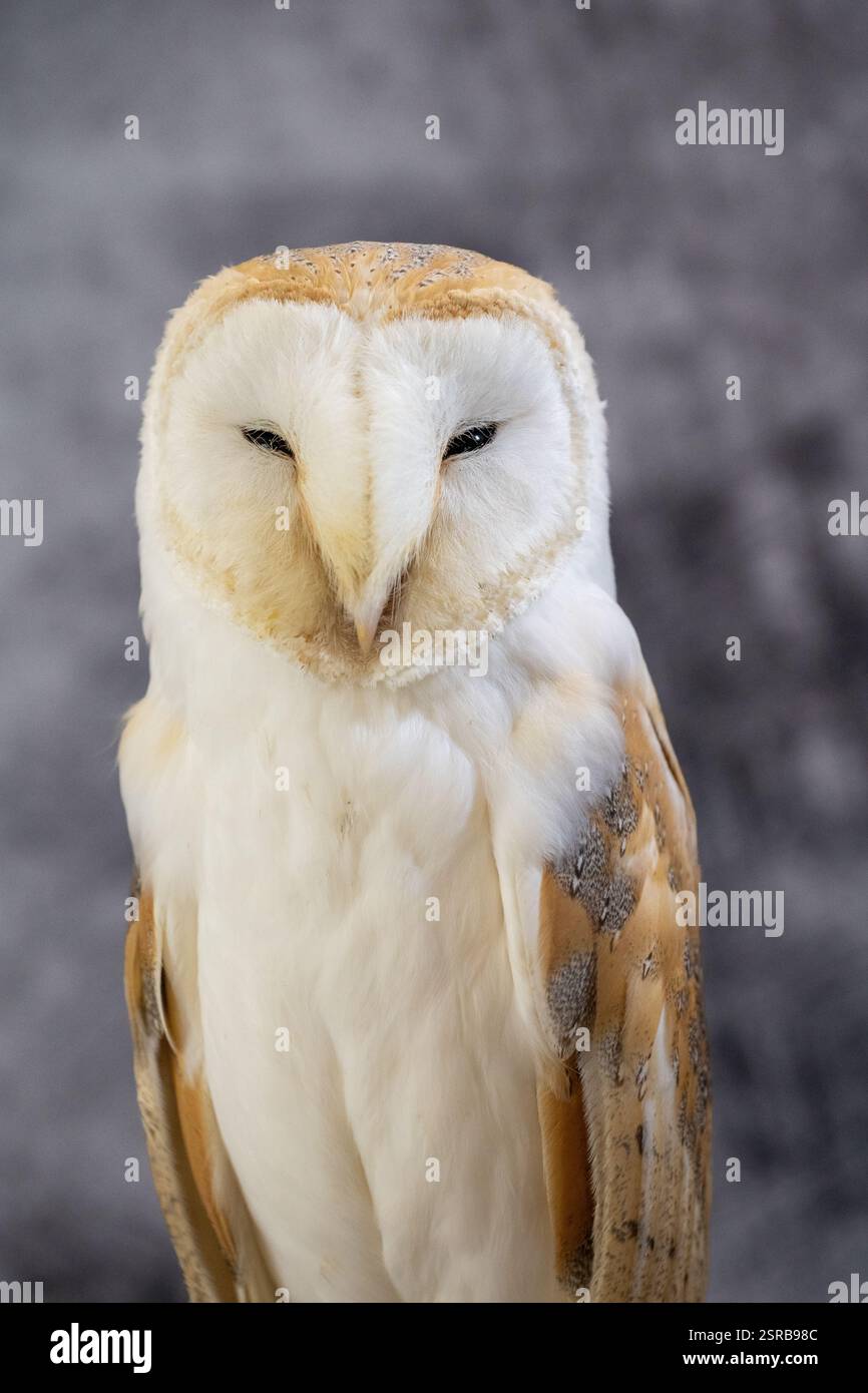 Un gufo di fienile occidentale allevato in cattività (Tyto alba) su uno sfondo grigio chiazzato Foto Stock