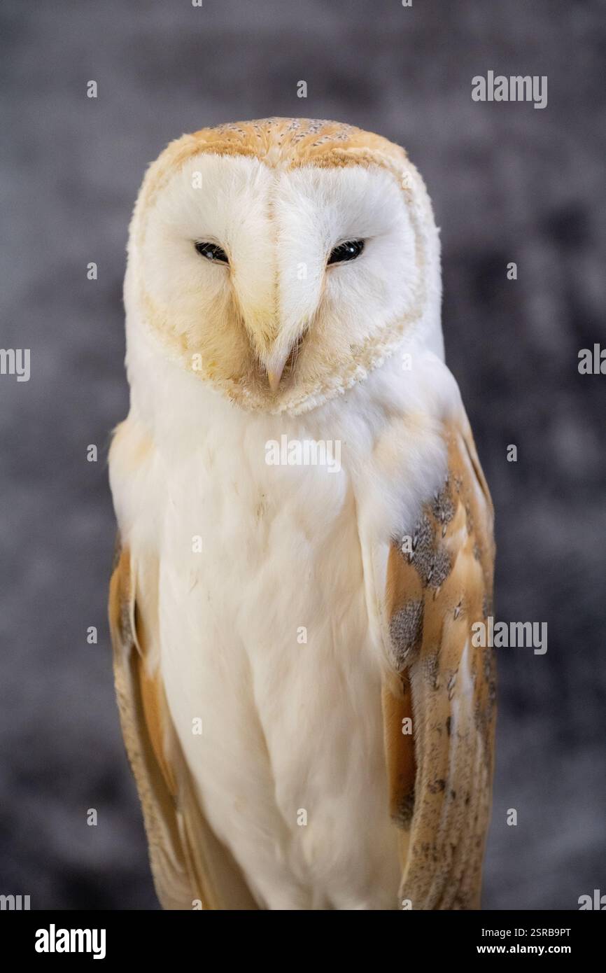 Un gufo di fienile occidentale allevato in cattività (Tyto alba) su uno sfondo grigio chiazzato Foto Stock