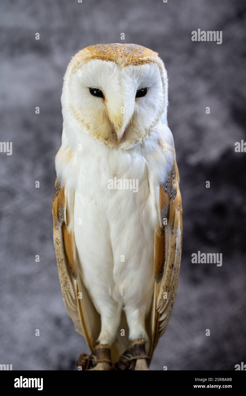 Un gufo di fienile occidentale allevato in cattività (Tyto alba) su uno sfondo grigio chiazzato Foto Stock