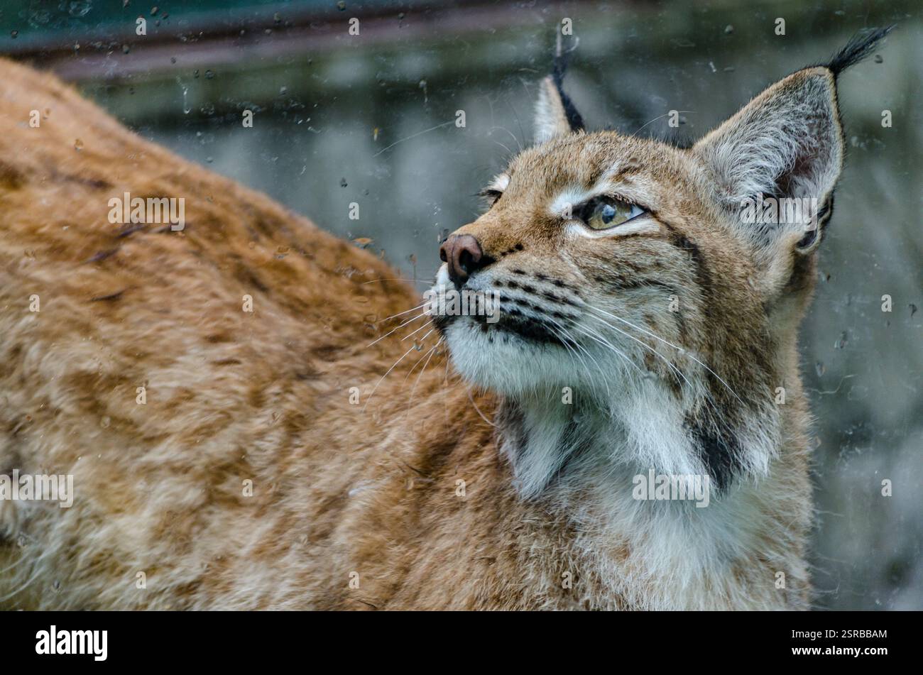 Lynx con le sue orecchie trapuntate e la pelliccia maculata guarda verso l'alto. Catturato in un ambiente naturale con sfondo sfocato, che mostra i suoi maestosi pres Foto Stock