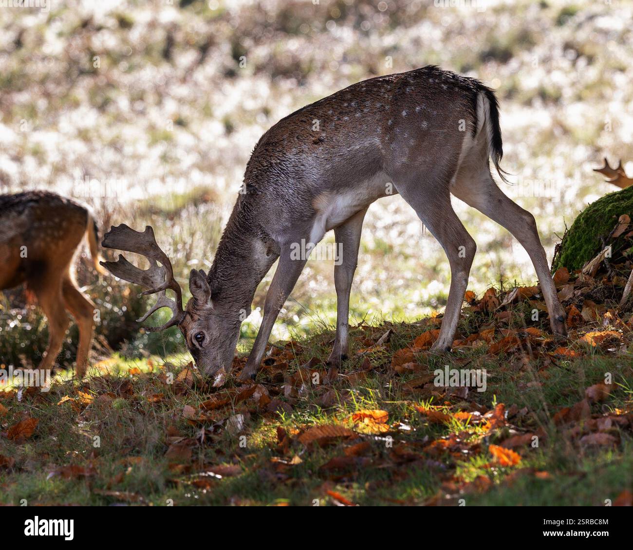 Daino in autunno a Petworth Park, Regno Unito Foto Stock