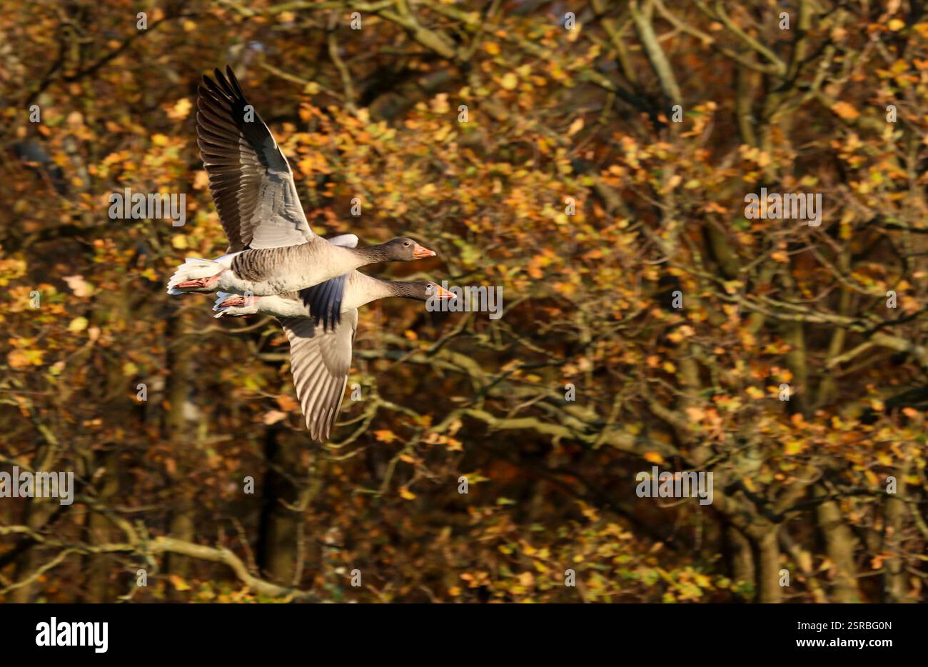 Le due oche grigie volarono molto vicine l'una all'altra in una piccola foresta nel nord della Germania. Armonia nel mondo animale. Foto Stock
