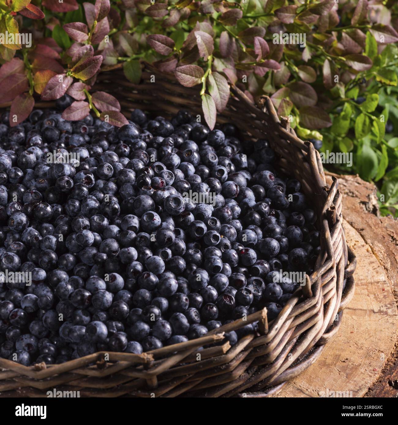 Mirtillo europeo Foto Stock