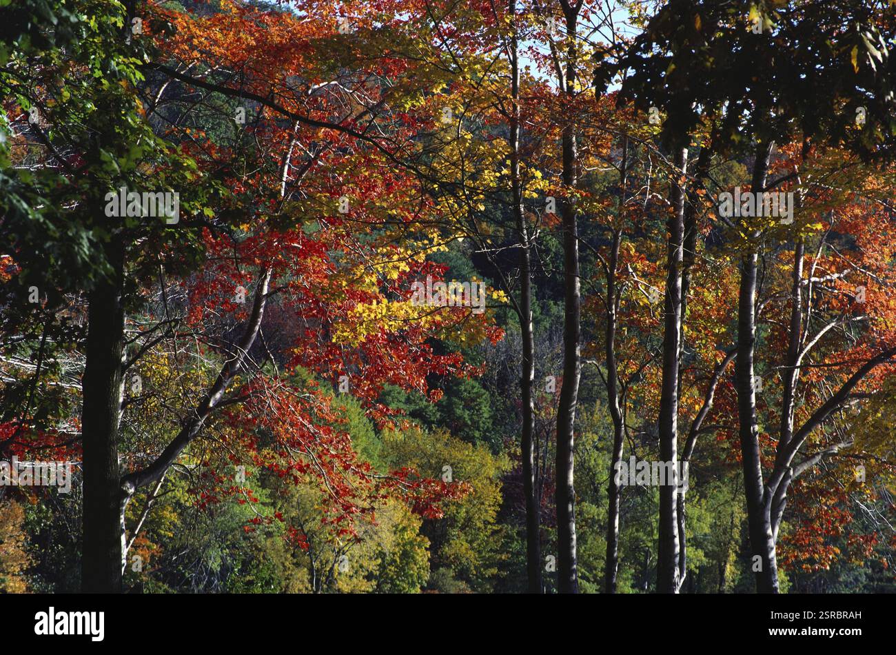 Il colore autunnale delle foglie cambia, USA Stati Uniti d'America Foto Stock