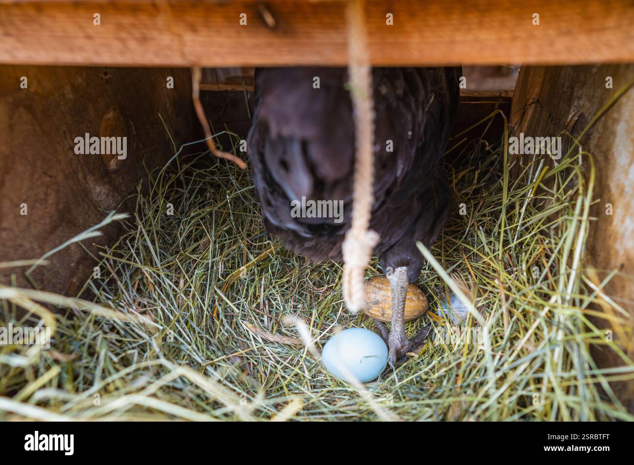 Uova fresche e colorate di galline di razze diverse come Araucana e Ameraucana in un nido di fieno e un uovo di legno per incoraggiarle a deporre le uova. Foto Stock