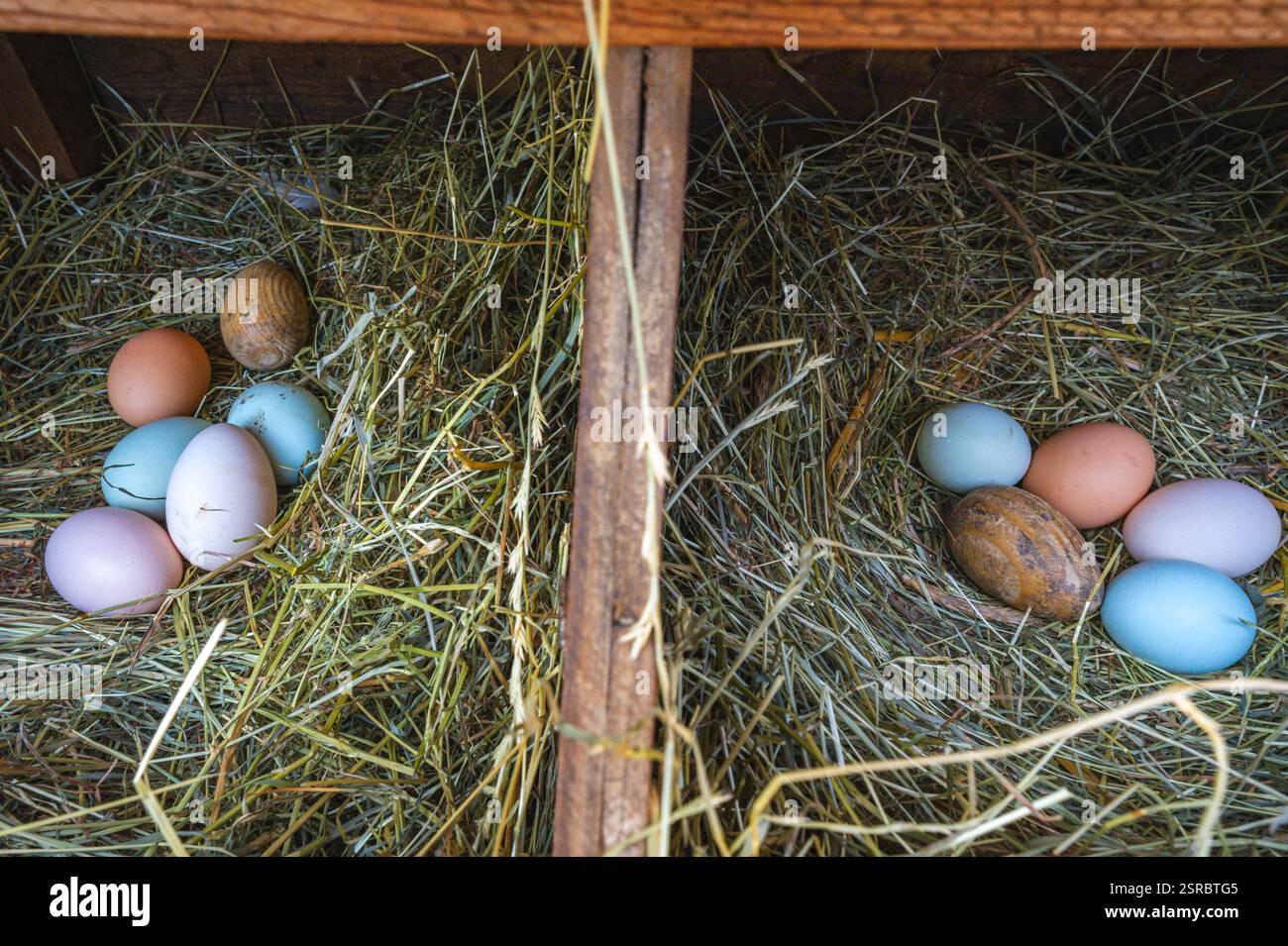 Uova fresche e colorate di galline di razze diverse come Araucana e Ameraucana in un nido di fieno e un uovo di legno per incoraggiarle a deporre le uova. Foto Stock