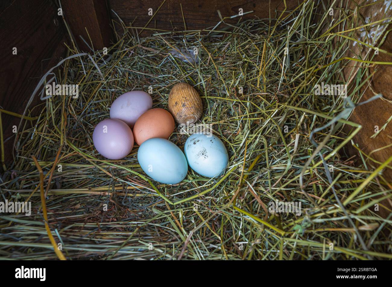 Uova fresche e colorate di galline di razze diverse come Araucana e Ameraucana in un nido di fieno e un uovo di legno per incoraggiarle a deporre le uova. Foto Stock
