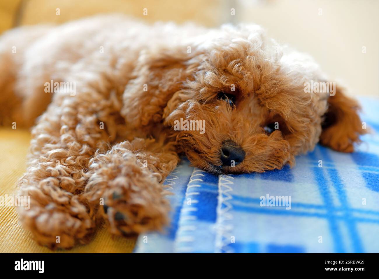 Simpatico cucciolo di spaghetti con capelli marroni ricci adagiati su un tappeto blu Foto Stock