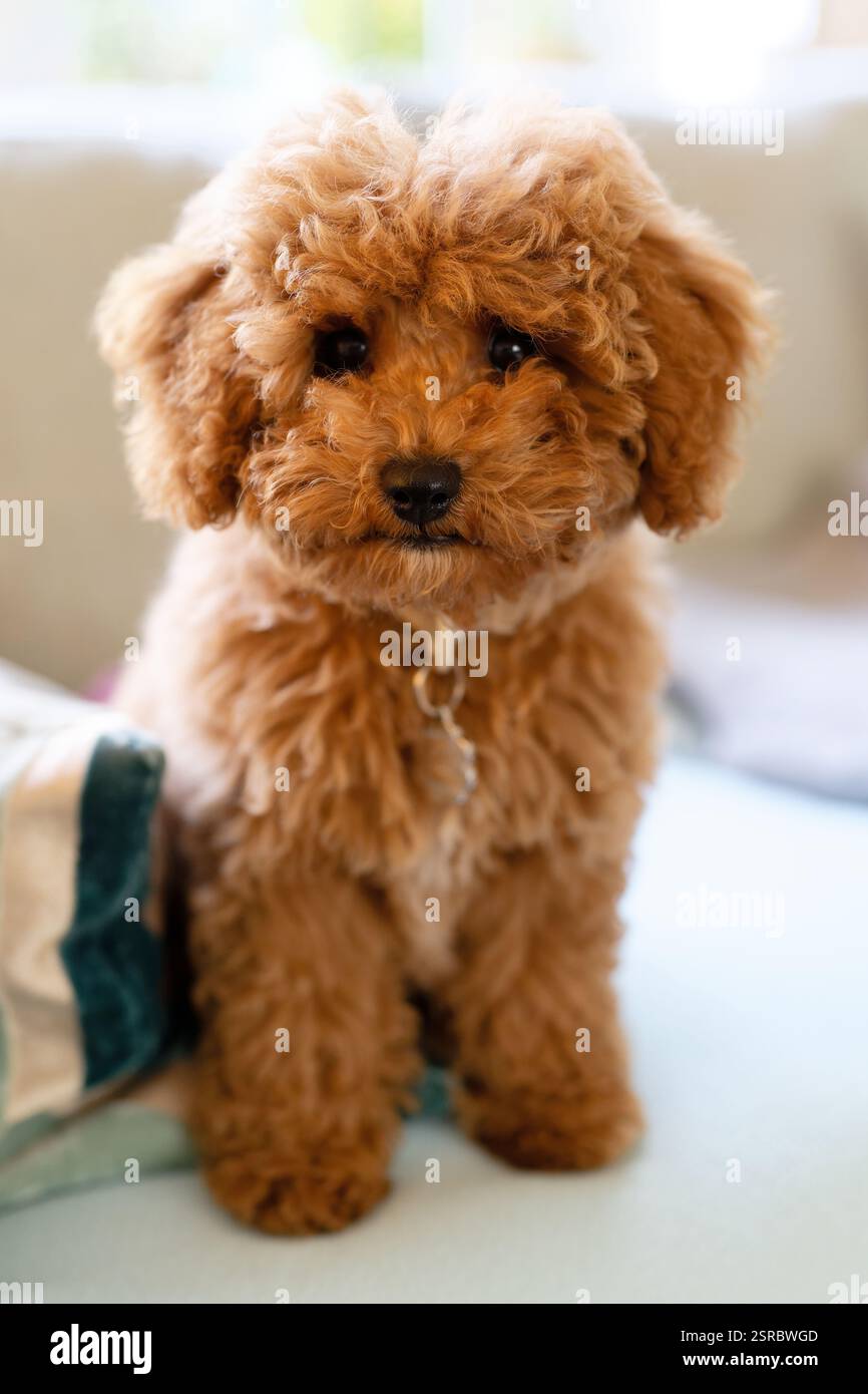 Simpatico cucciolo di spaghetti con capelli marroni ricci seduti a riposo Foto Stock