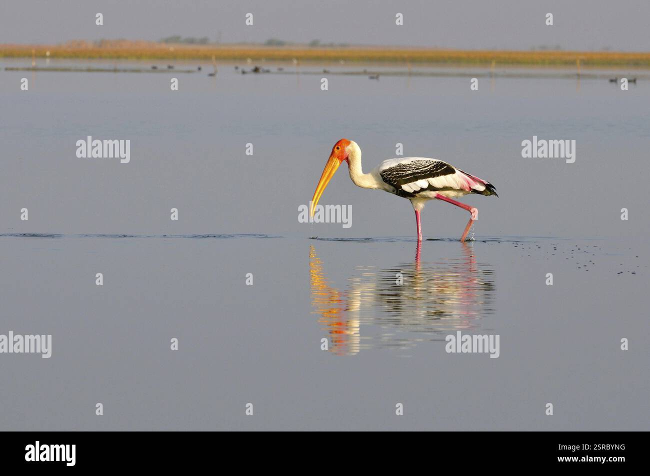 Painted Stork, Nalsarovar, Gujarat, India marzo 2010 Foto Stock