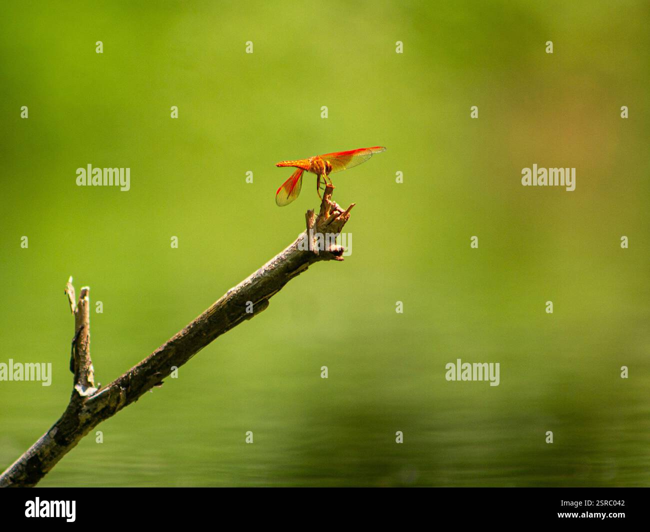 Una libellula rossa vibrante appoggiata su un ramo asciutto con uno sfondo morbido e sfocato verde, scattata in macro fotografia. Foto Stock