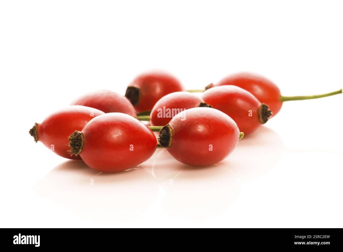 Anche rosa isolata sul bianco, polonia Foto Stock