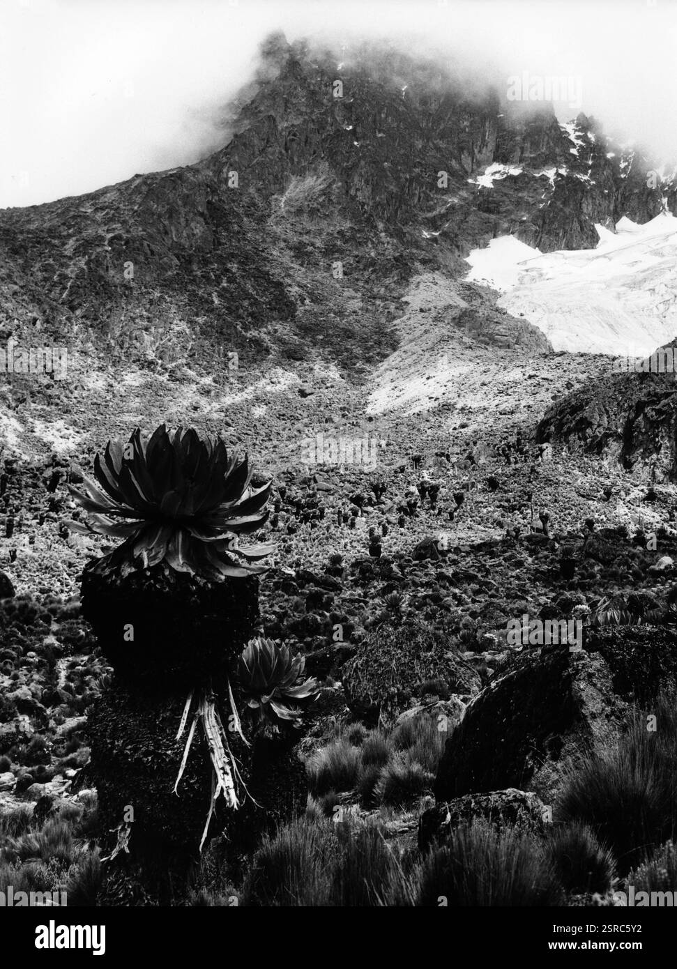 Riesiges Greiskraut, das an den Hängen des Mount Kenya in 4300m Höhe wächst, mit dem Lewis-Gletscher im Hintergrund, Kenia um 1980. Foto Stock
