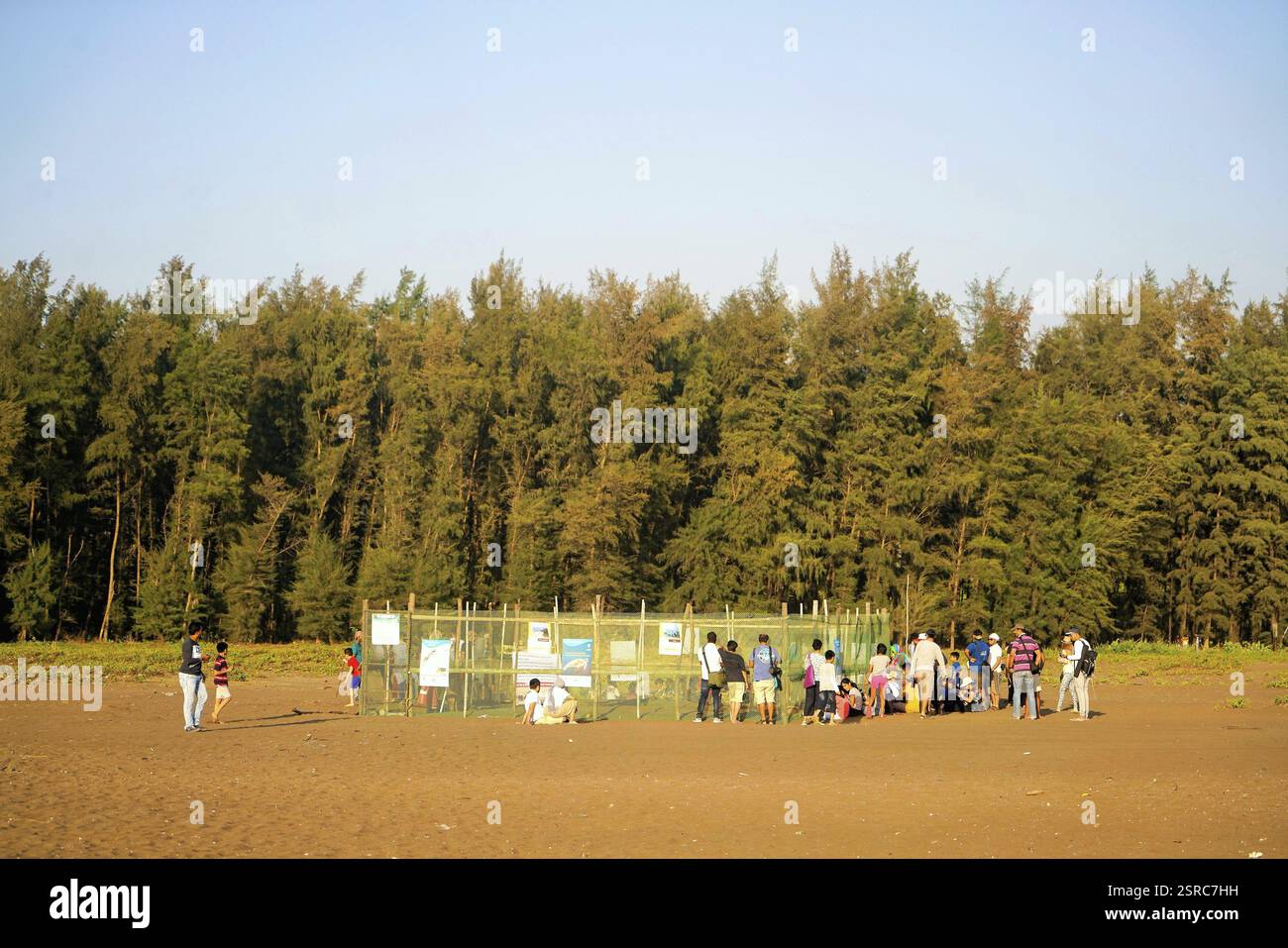 Velas beach, Ratnagiri, Maharashtra, India, Asia Foto Stock