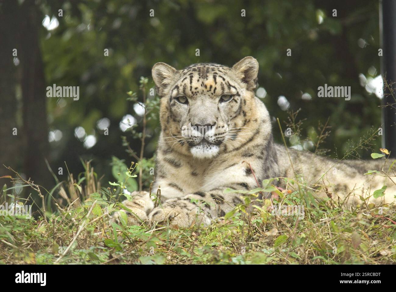 Snow Leopard o Once panthera uncial, Bangalore, Karnataka, India, Asia Foto Stock