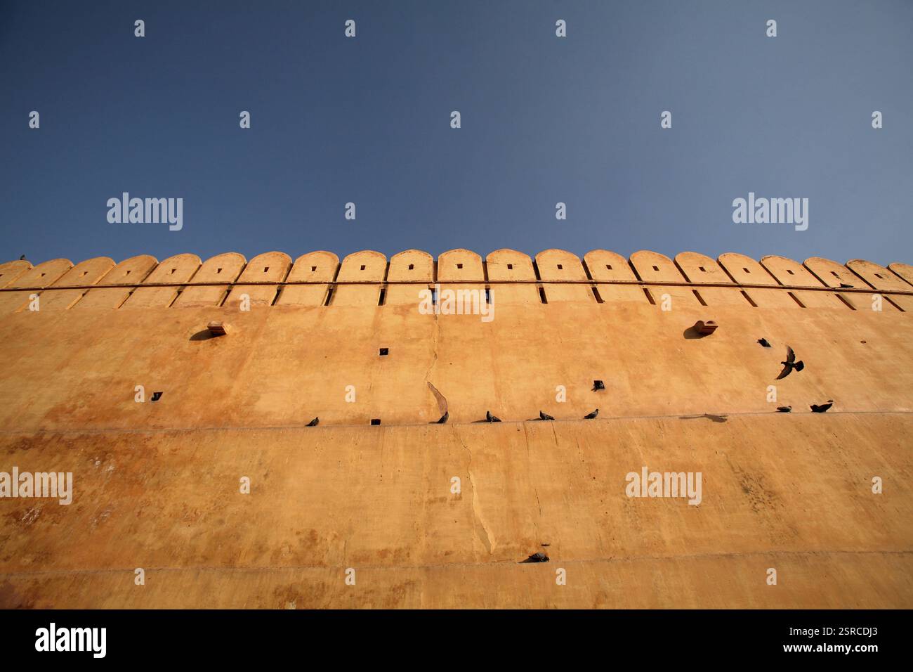 Piccioni seduti sull'alto muro di Amber come forte di Amer nel 1592, Jaipur, Rajasthan in India Foto Stock