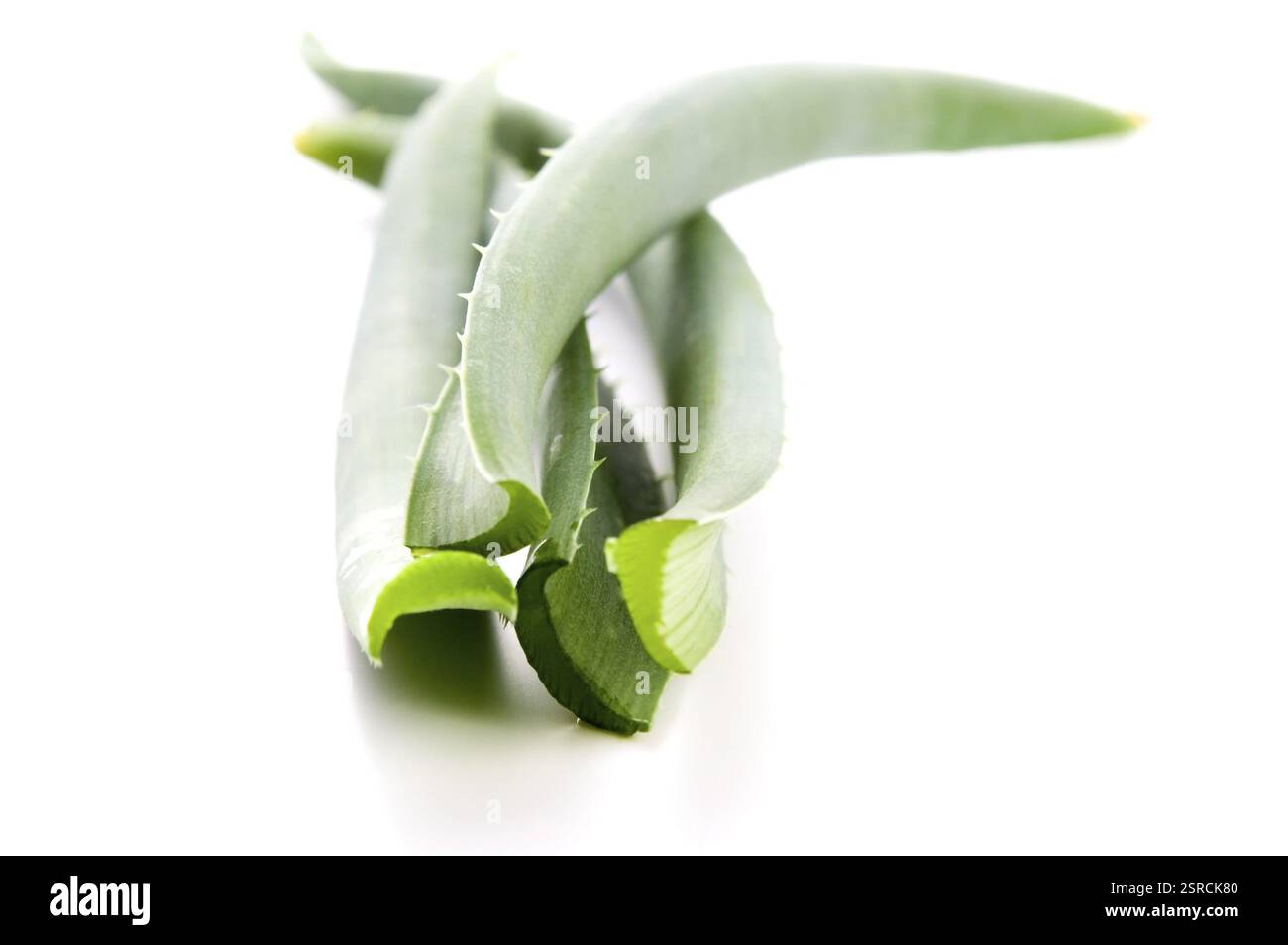 Aloe vera - erboristeria, polonia Foto Stock