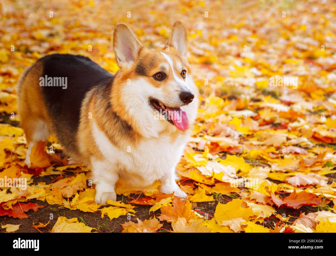 Un corgi adulto sano sta nelle foglie autunnali. Verticale a tutta lunghezza. Tricolore gallese Corgi Pembroke. Foto Stock