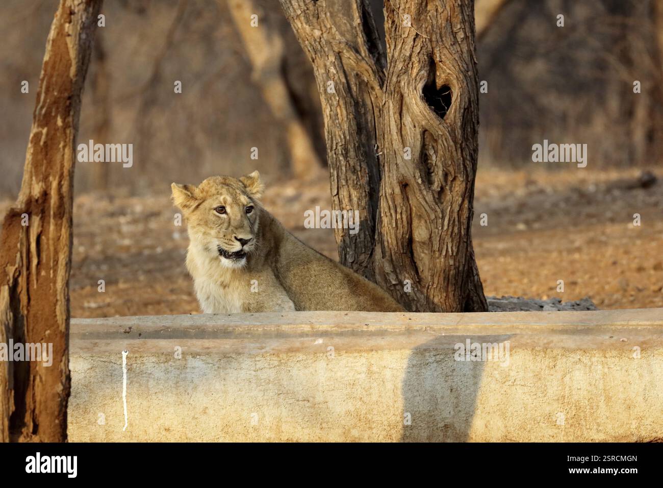 Lion Cub, sasan gir, Gujarat, India, Asia Foto Stock