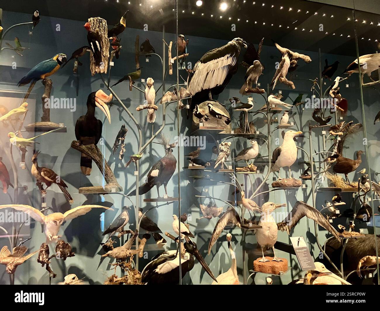 Museo Taxidermy esposizione di specie di uccelli; Royal Albert Museum, Exeter, Devon - Immagine stock catturata con smartphone