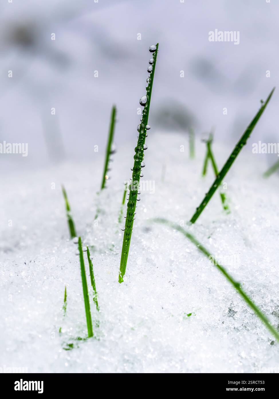 Lame di erba ghiacciata adornate con gocce di rugiada in un'incontaminata scena invernale di ghiaccio e neve Foto Stock