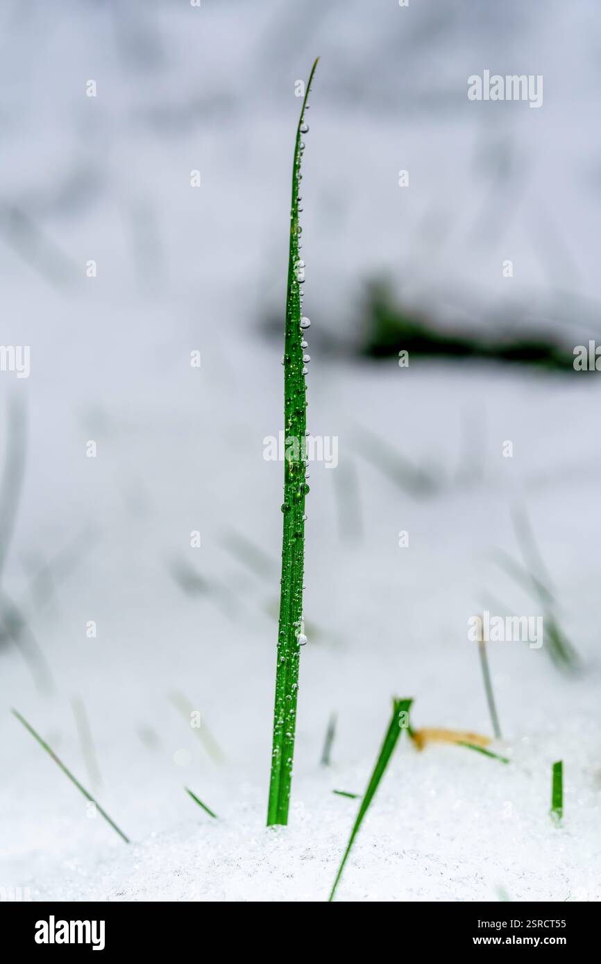 Singola lama d'erba con gelo e rugiada in un paesaggio invernale innevato minimalista Foto Stock