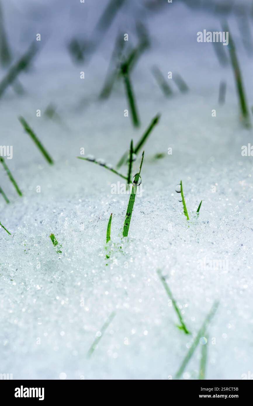 Lame di erba ghiacciata adornate con gocce di rugiada in un'incontaminata scena invernale di ghiaccio e neve Foto Stock