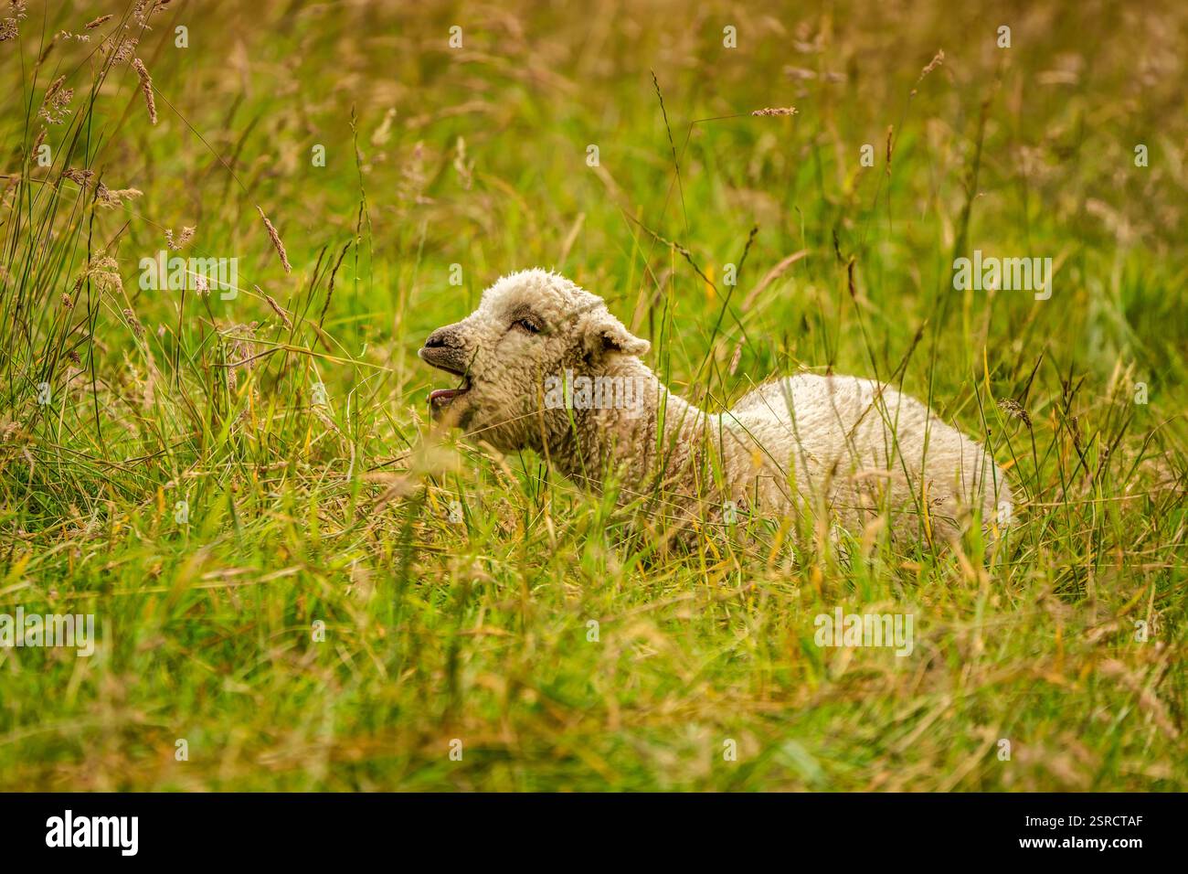 Agnello sdraiato in un prato di erba alta: Uno sguardo vivace sulla vita rurale Foto Stock