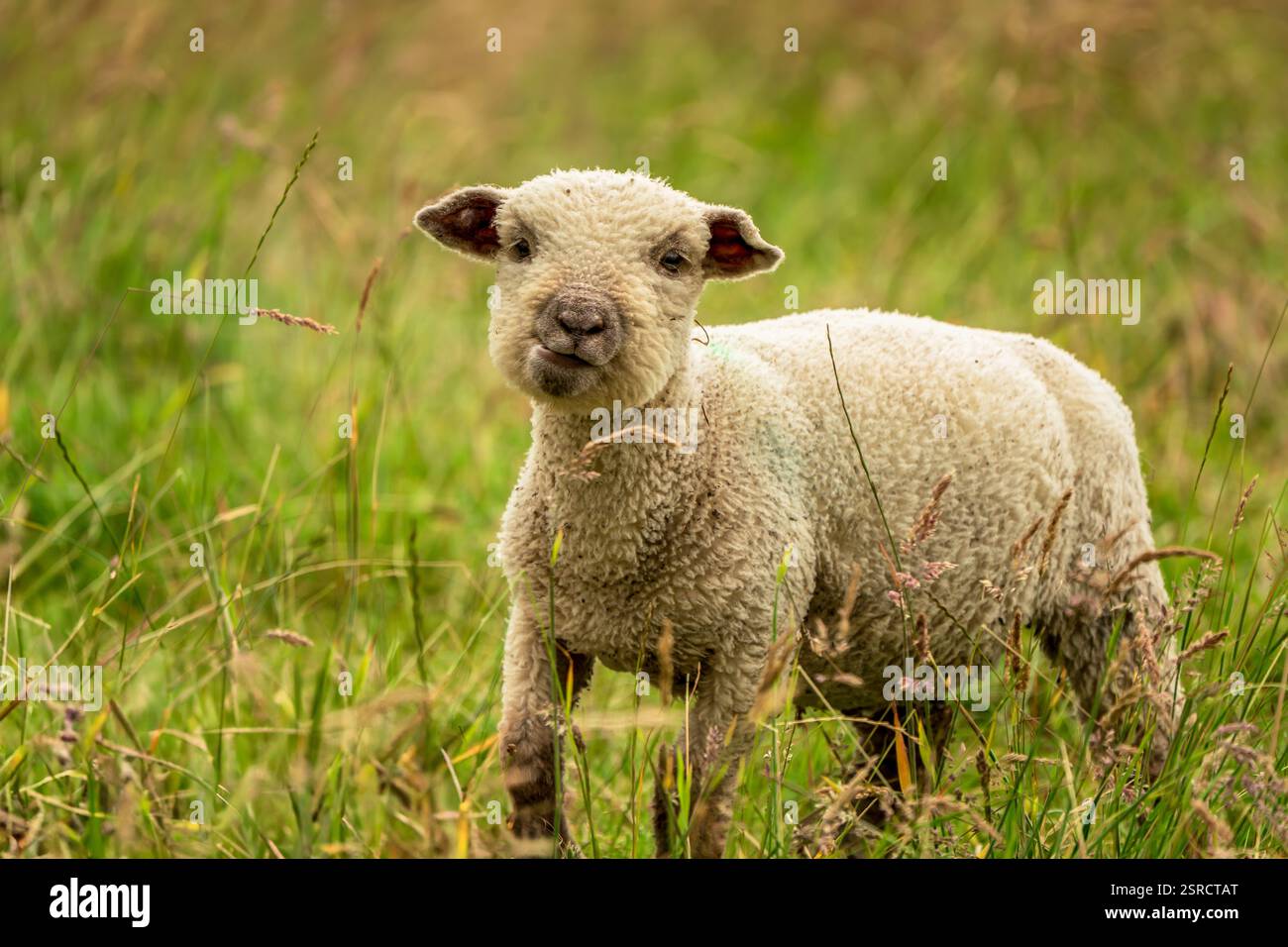 Adorabile agnello nel lussureggiante prato verde, Un Ritratto di fascino rurale e innocenza Foto Stock