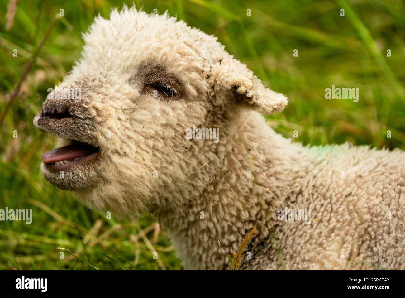 Primo piano di un agnello giocoso in un rigoglioso prato verde che cattura il fascino e l'innocenza rurale Foto Stock