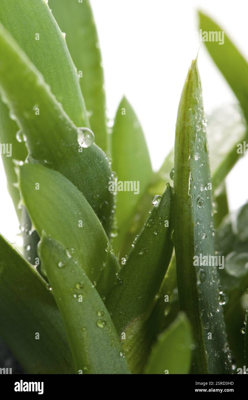 Aloe vera - erboristeria, POLONIA Foto Stock