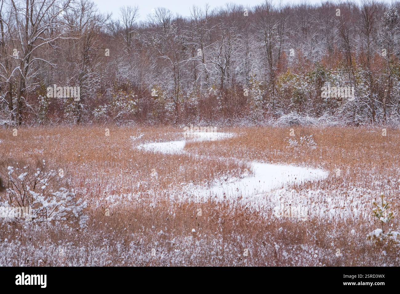 Uno dei miei hotel preferiti dal Door County Land Trust per le racchette da neve è la Oak Road Preserve, situata nel centro della contea di Door, Wisconsin Foto Stock
