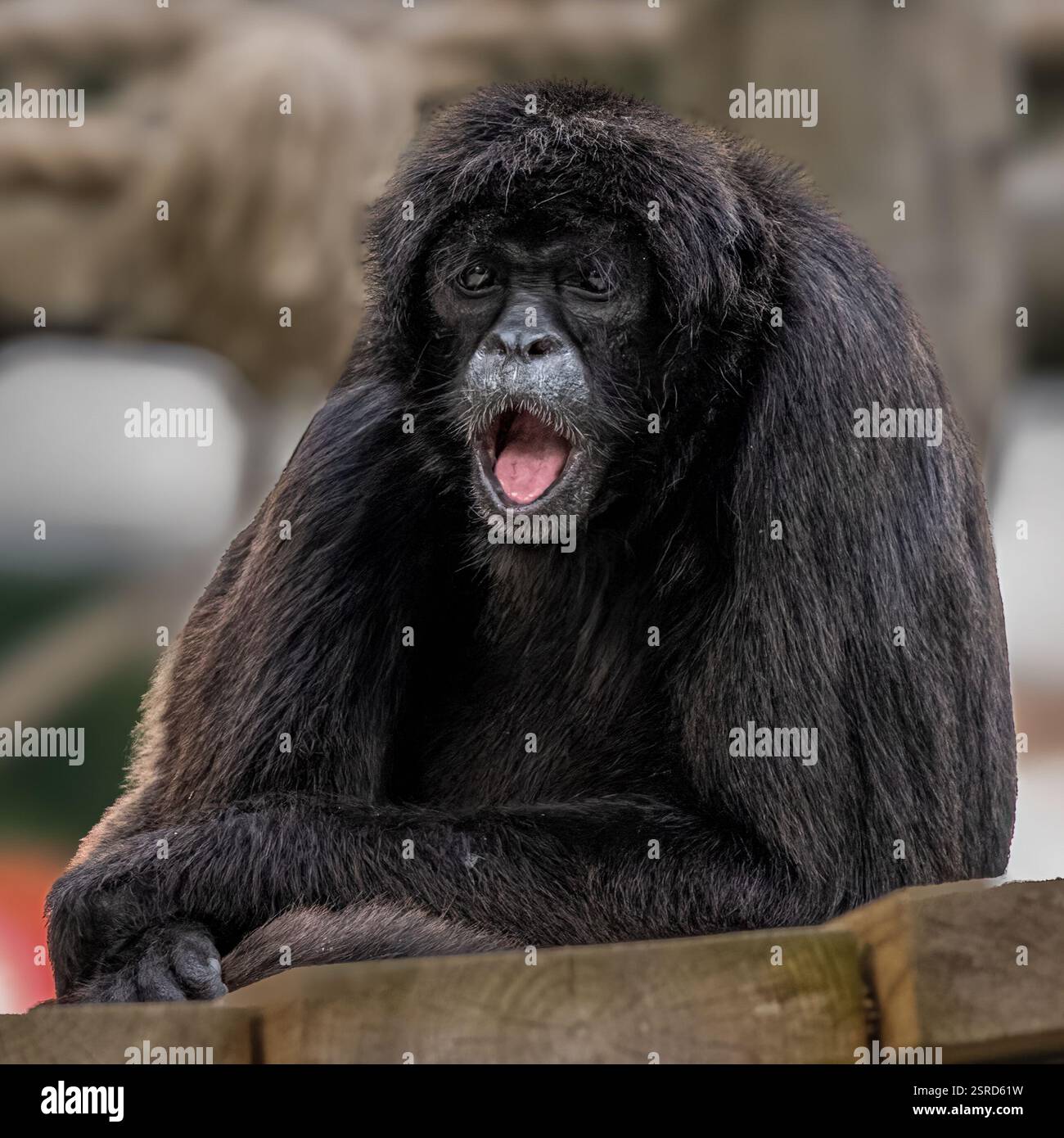 Spider Monkey Foto Stock