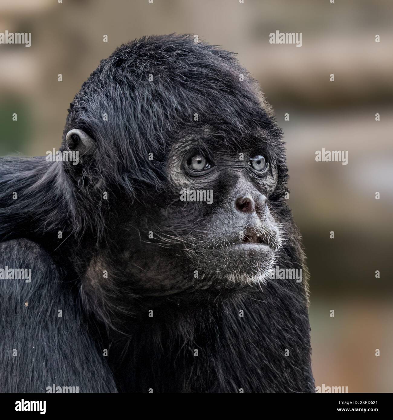 Spider Monkey Foto Stock