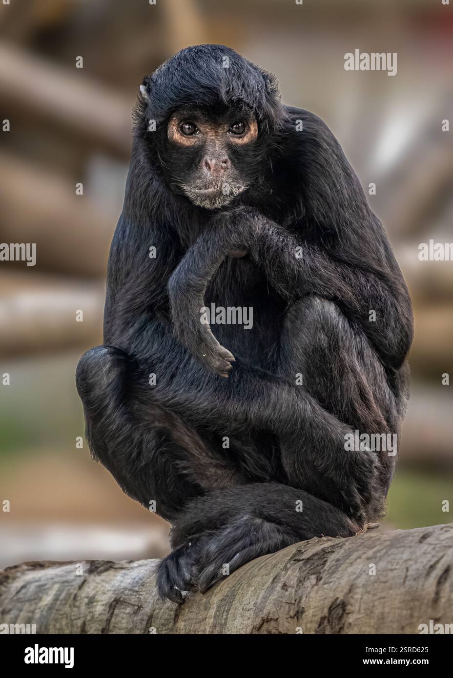 Spider Monkey Foto Stock