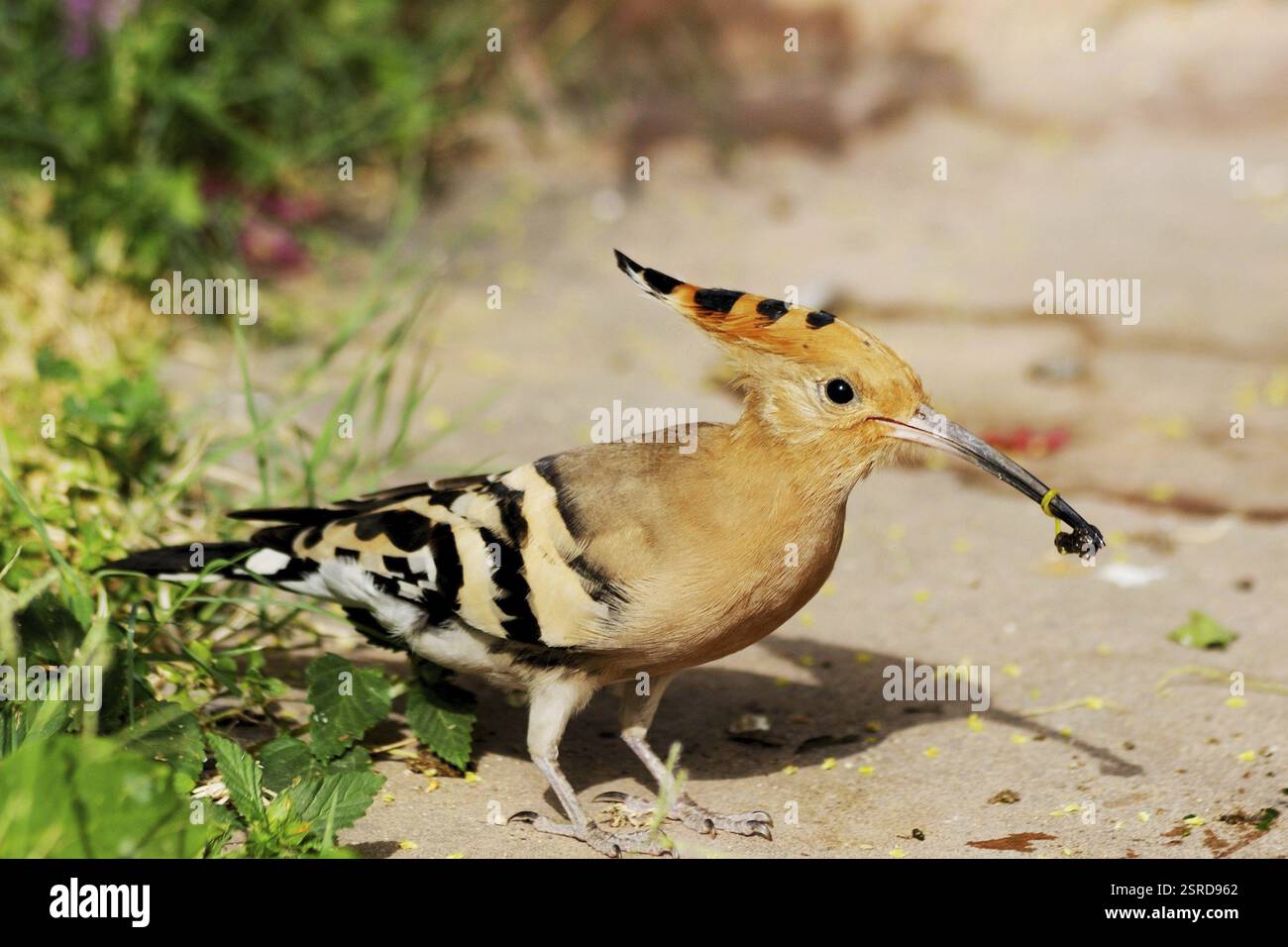 Uccelli, Hoopoe upupa epops mangiare insetti, India, Asia Foto Stock