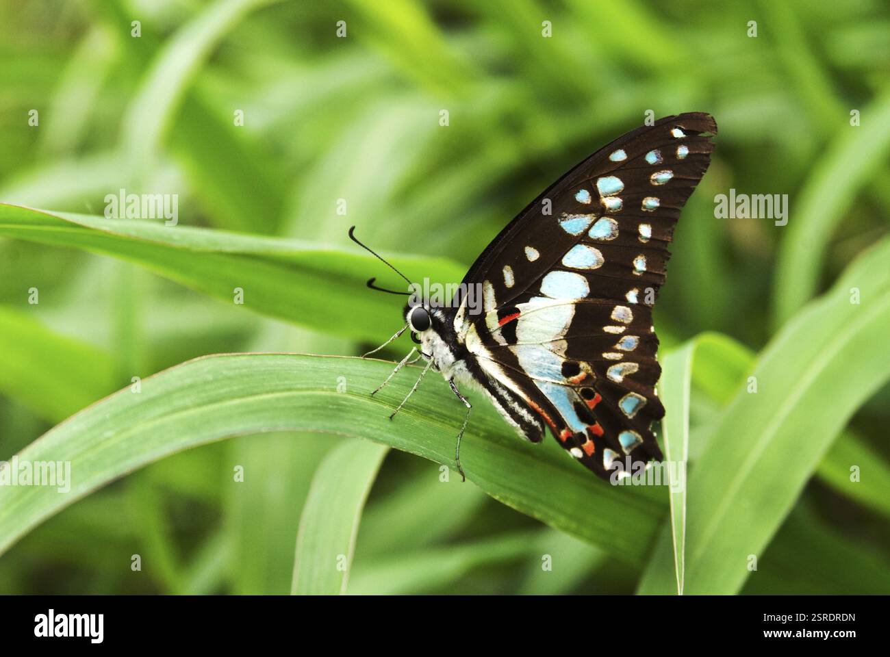 Doson comune di jay graphium a Bangalore, Karnataka, India, Asia Foto Stock