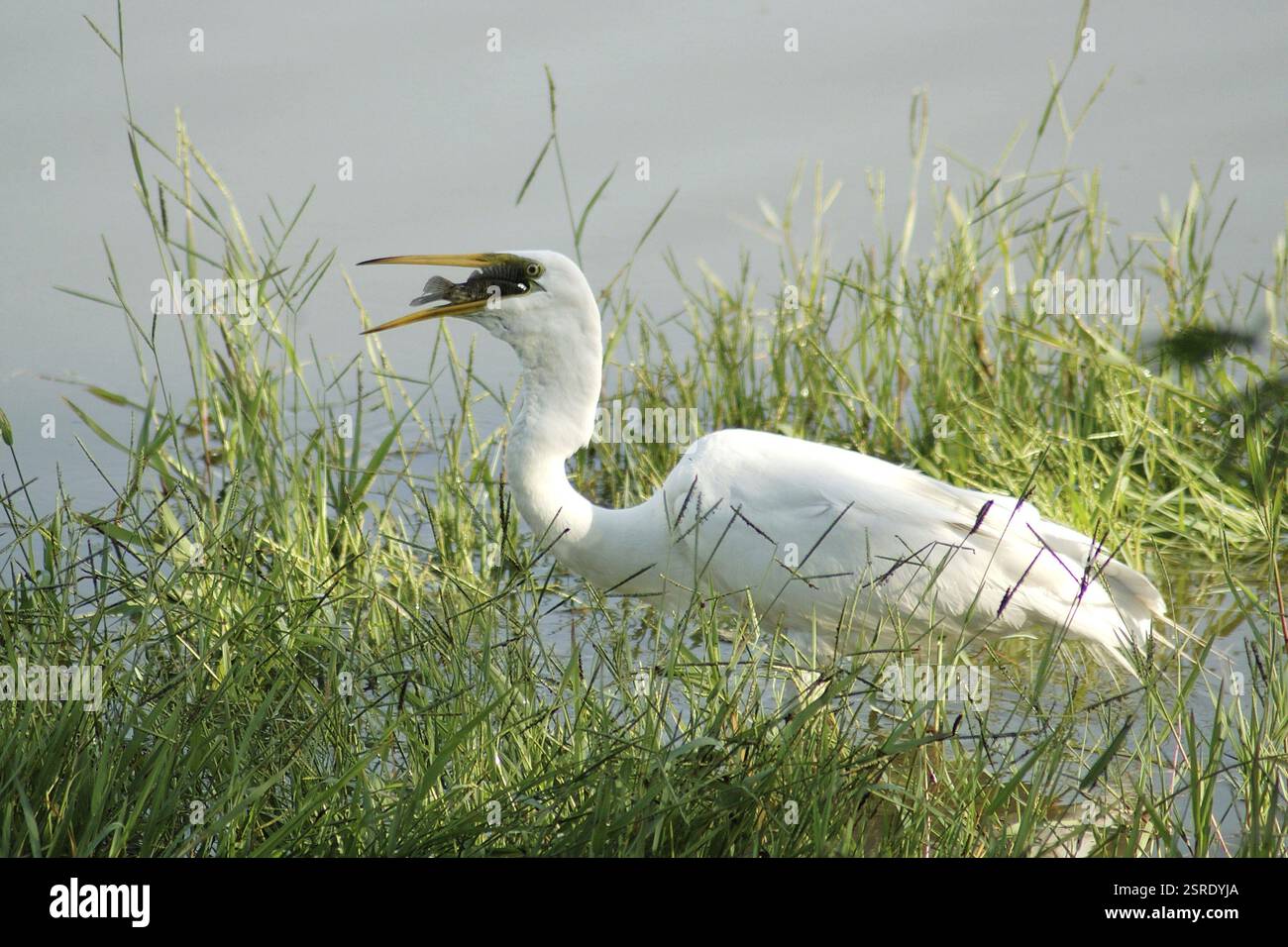 Uccelli, grossa Egret (Casmerodius albus) che mangiano pesce, Jodhpur, Rajasthan, India, Asia Foto Stock