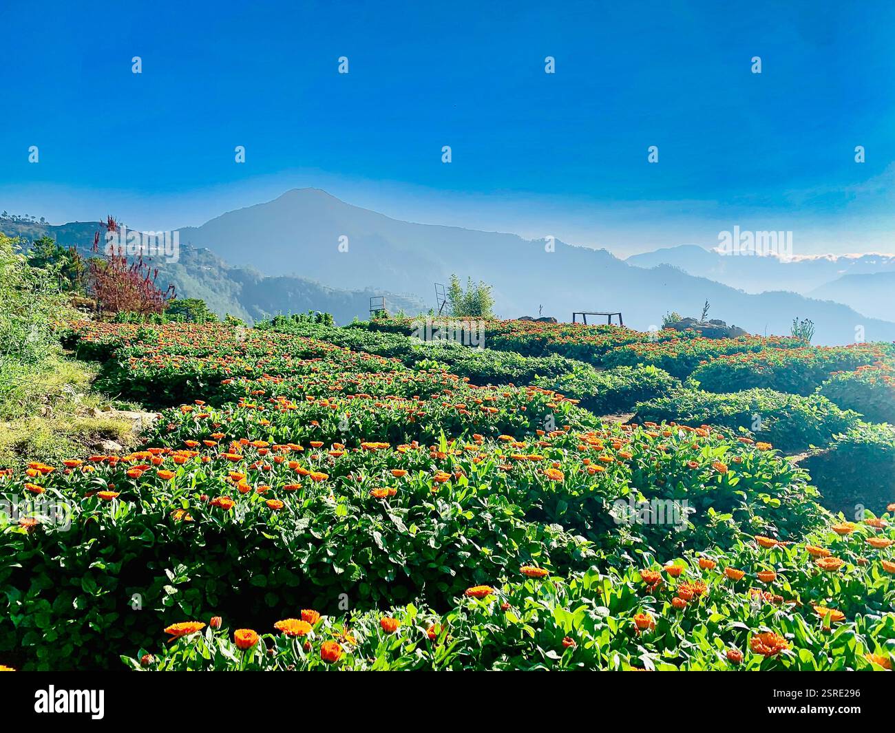 Fattoria di fiori con sfondo di montagna Foto Stock