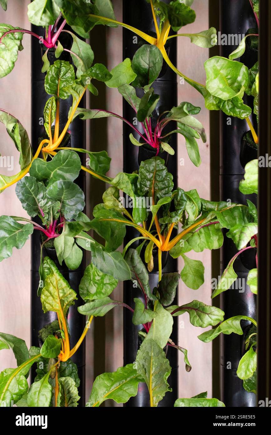 Giardino verticale con vivace frutteto svizzero. Le piante sane prosperano nel sistema contenuto. Foto Stock