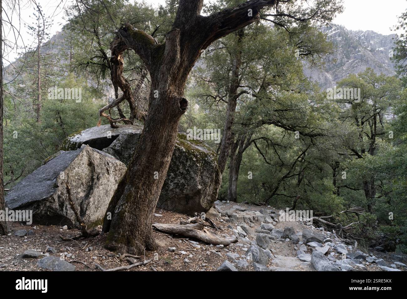 Enormi alberi e rocce nel Parco Nazionale di Yosemite. La bellezza della natura. Foto Stock