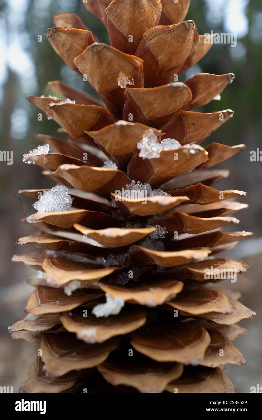 Primo piano di un cono di pino ricoperto di neve. La bellezza invernale della natura. Foto Stock
