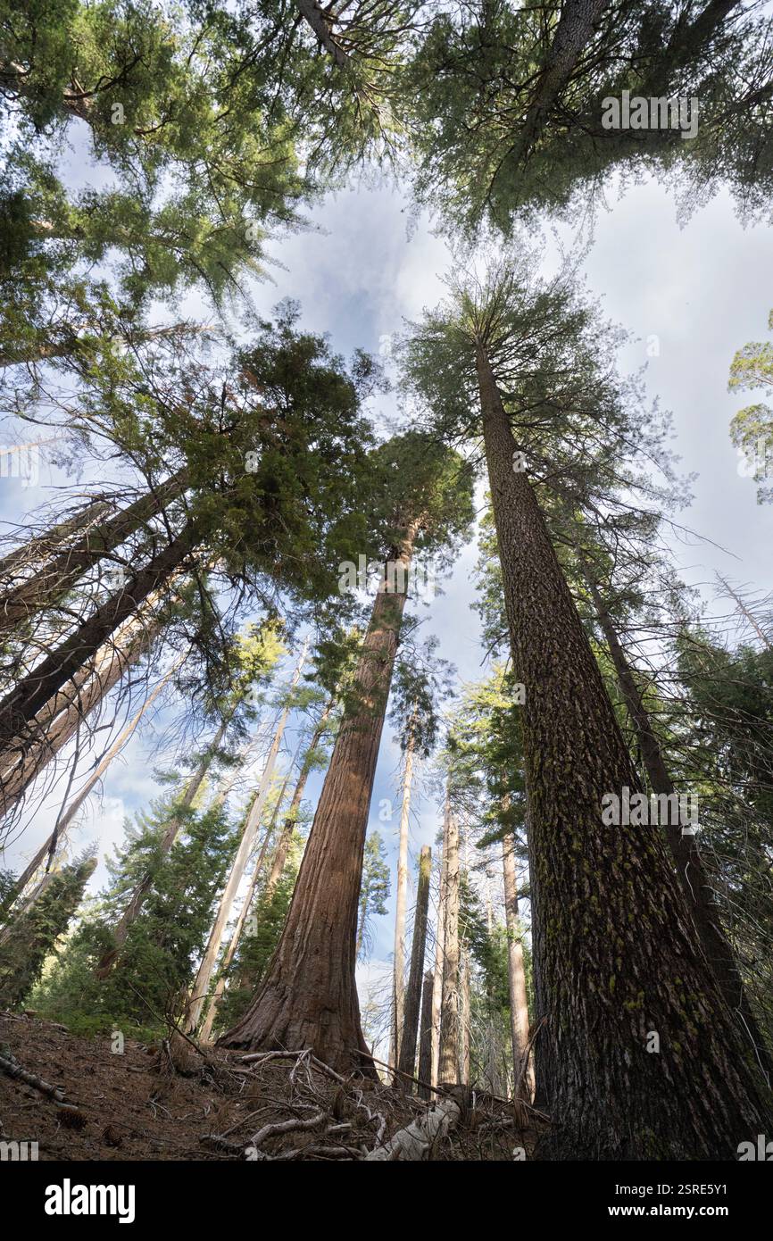 Enorme torre di sequoie a Tuolumne Grove, un enorme boschetto di sequoie nel Parco Nazionale di Yosemite, California. La luce solare filtra attraverso il tettuccio. Foto Stock