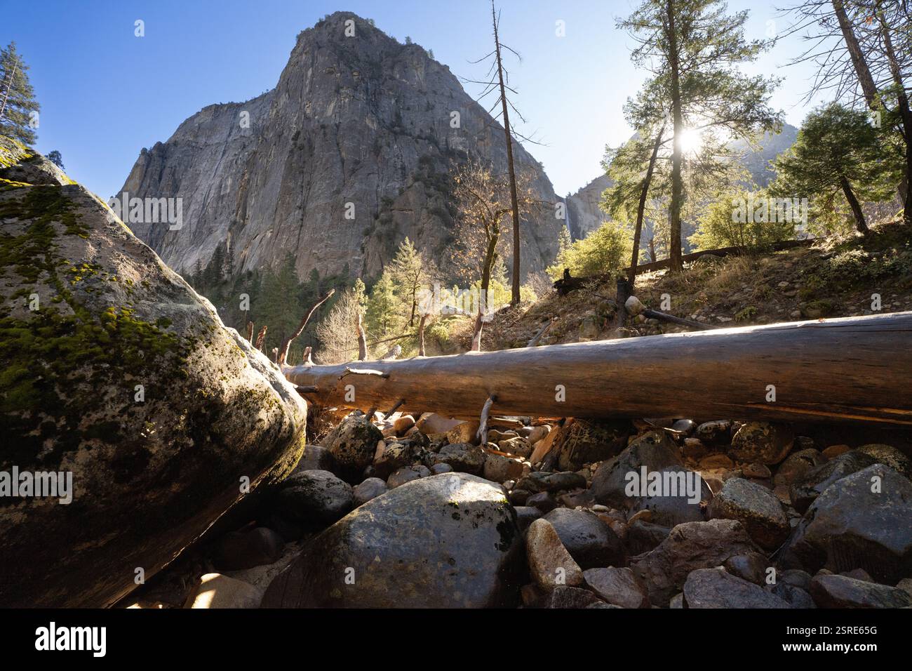 Il tronco caduto si estende su un letto roccioso di un torrente nella valle di Yosemite, CA, vicino a El Capitan. La luce solare filtra tra gli alberi. Foto Stock
