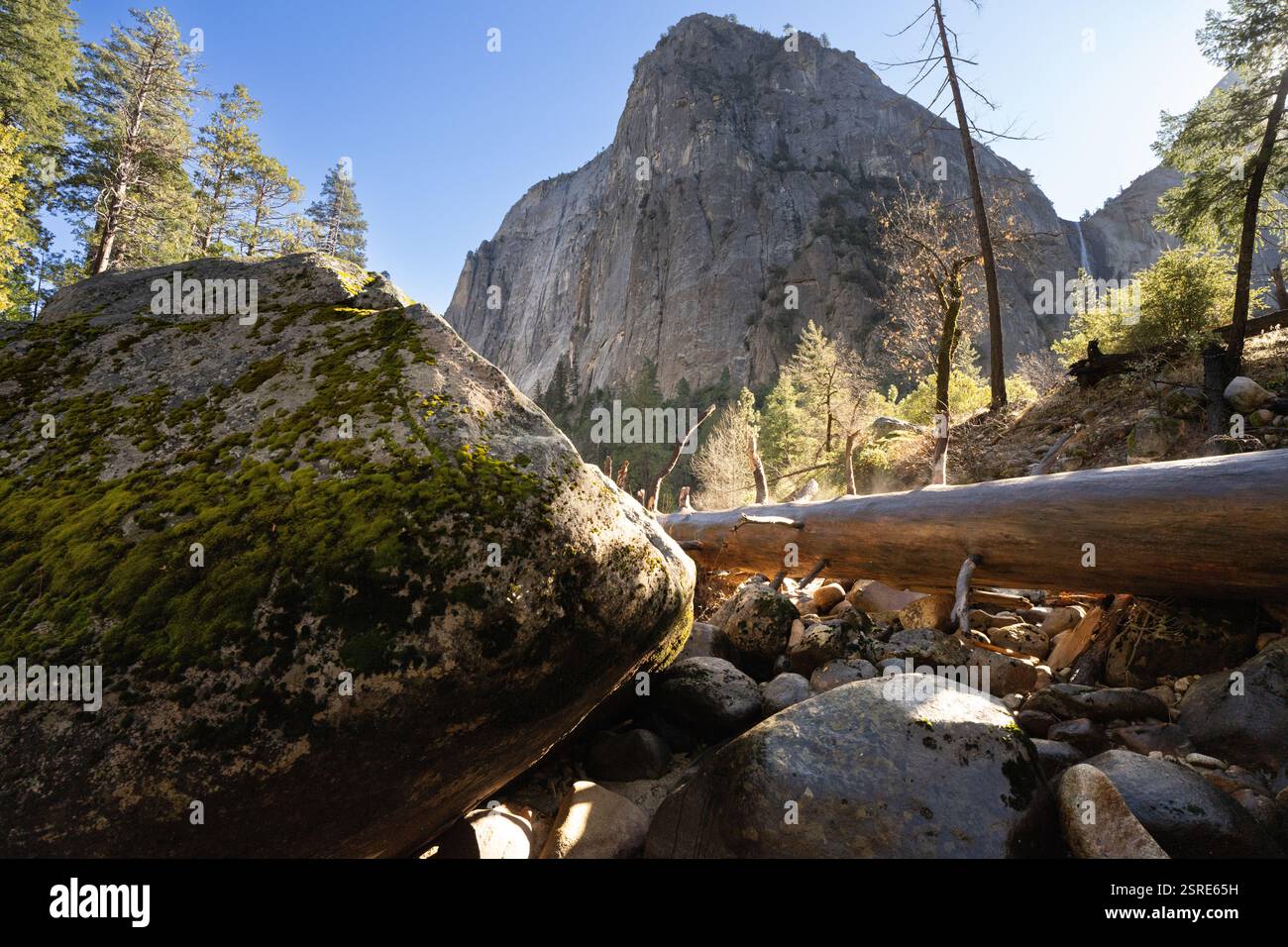 Il tronco caduto, Yosemite Valley, CA. La luce del sole filtra tra tra gli alberi e le rocce coperte di muschio. Foto Stock
