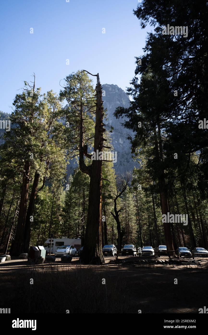 Auto parcheggiate in un campeggio del Parco Nazionale di Yosemite, vicino a un alto albero storto. La luce solare filtra attraverso la foresta. Foto Stock