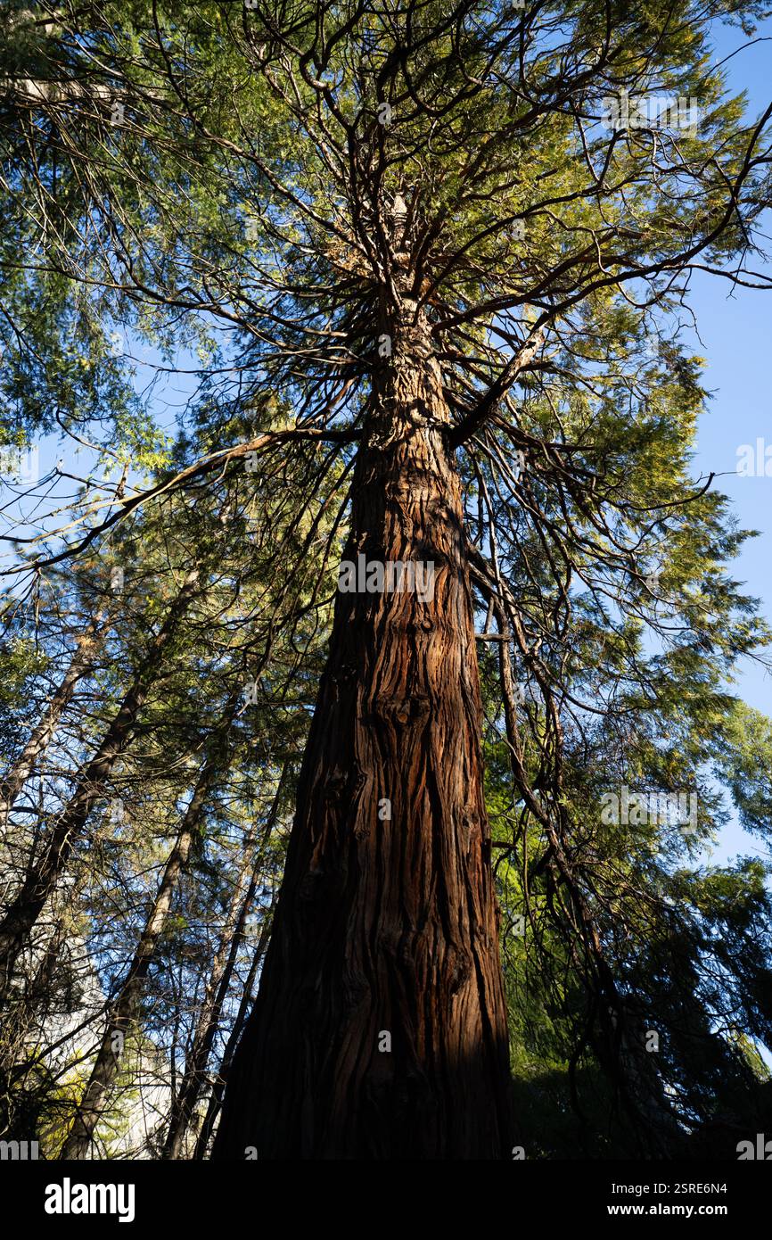 Enorme albero di sequoia nel Muir Woods National Monument, California. La luce solare filtra attraverso il tettuccio. Foto Stock